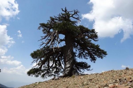 В Греции нашли дерево, которому уже 1075 лет!