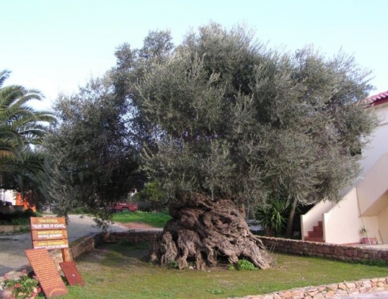 Внимание NASA привлекло уникальное оливковое дерево на Крите
