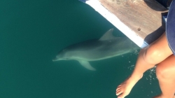 Альтернативный отдых на Крите: Эко-круиз с дельфинами