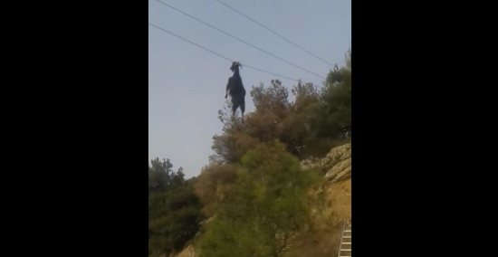 В Греции спасли козу, зацепившуюся рогами за линию электропередач