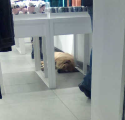 Бродячая собака нашла дом в магазине H&M в Хании